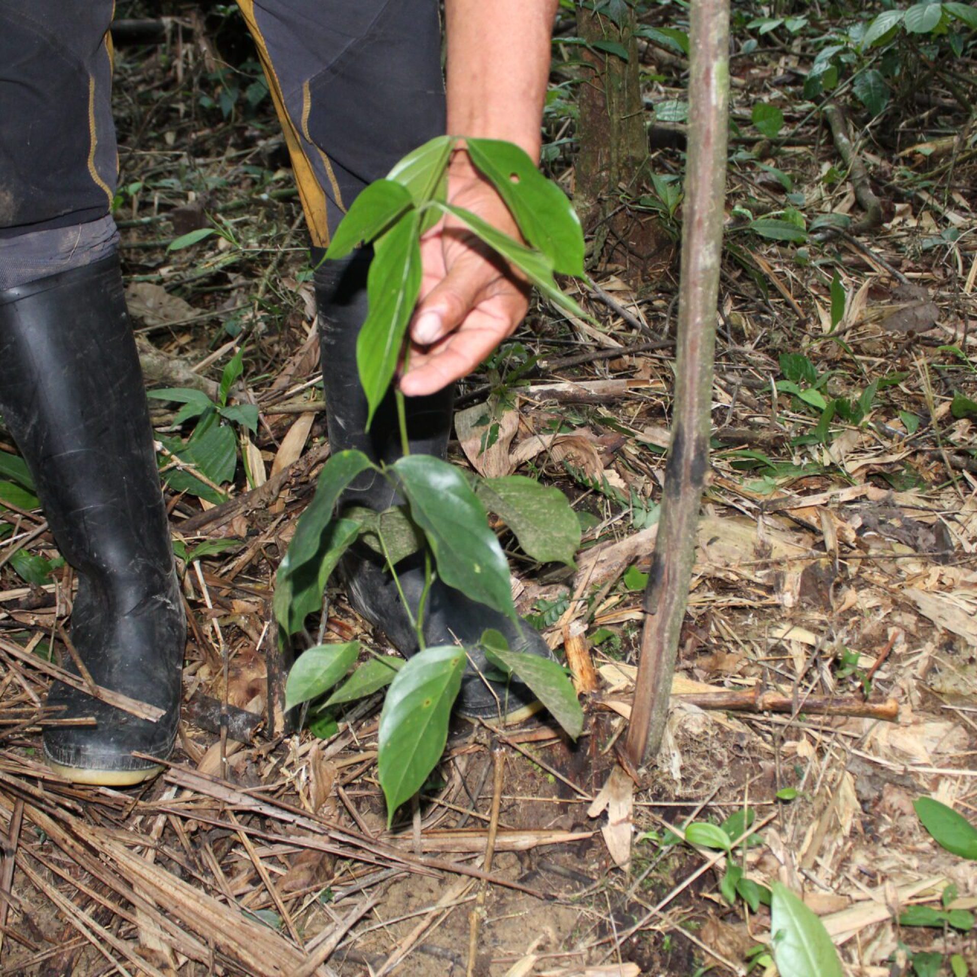 ÁGUANO_TORNILLO SHINTUYA 3