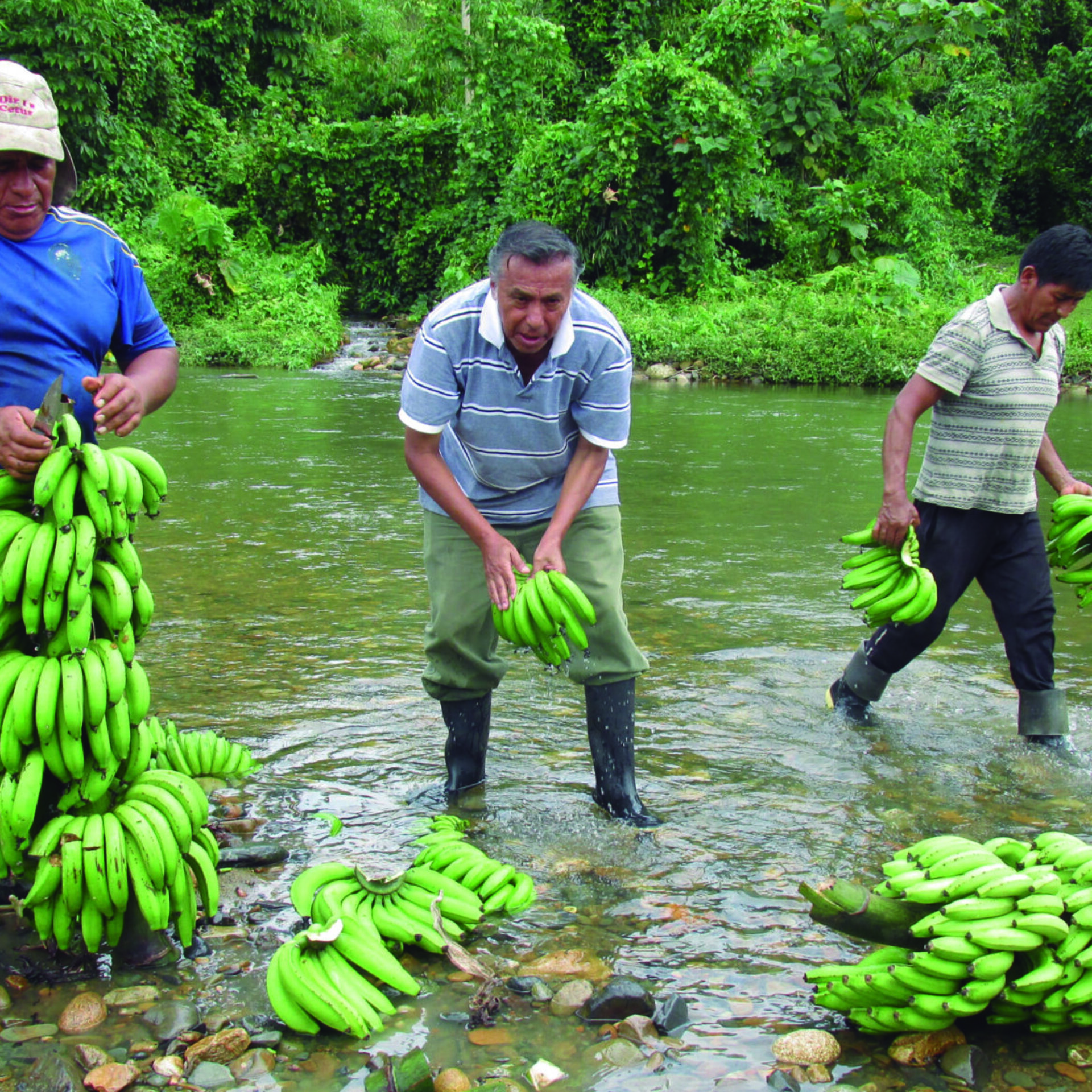 COSECHA DE PLÁTANO DGD-DRIS