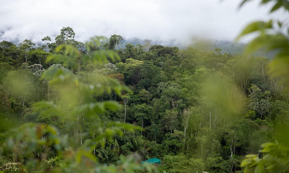 Marlondag - CI Futuros Bosques Maeni 18