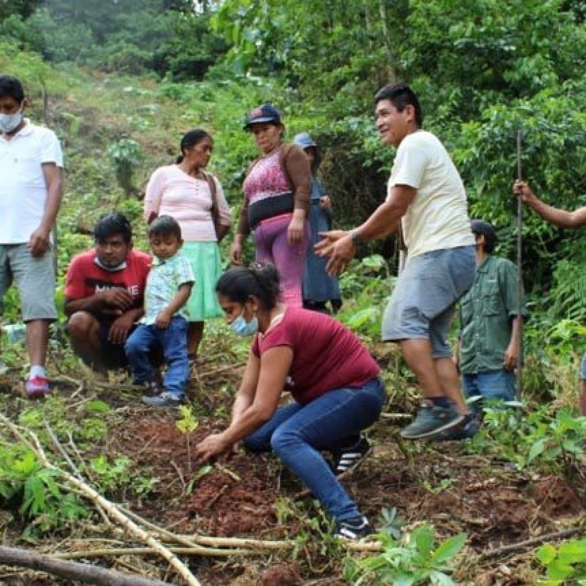Reforestación de especies nativas