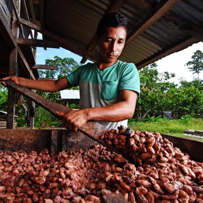 Secado de cacao